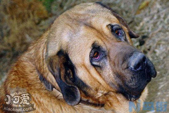 马士提夫獒犬怎么驱虫？