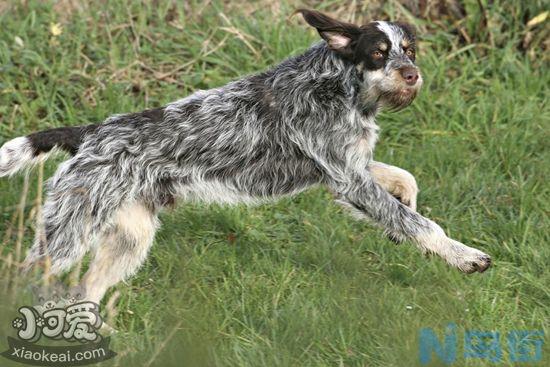 刚毛指示格里芬犬打疫苗应该注意什么？