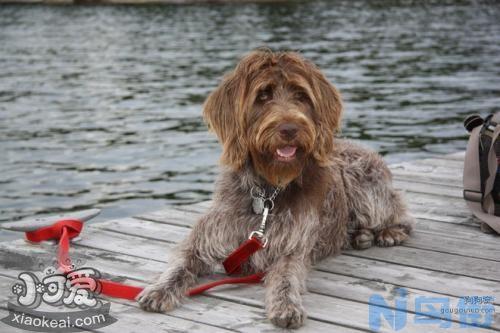 刚毛指示格里芬犬训练用什么零食？