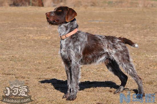 刚毛指示格里芬犬怎么梳毛？