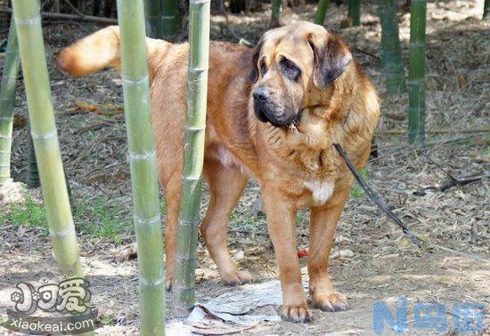 马士提夫獒犬拉稀怎么办？