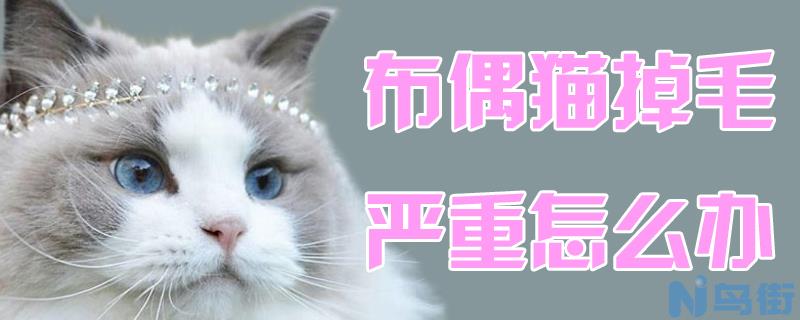 布偶猫掉毛严重怎么办？