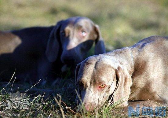 威玛猎犬怎么修剪指甲？