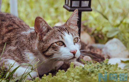 猫咪耳朵流黄水怎么办？