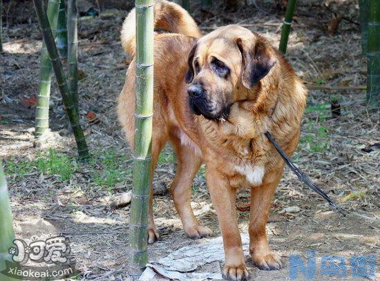 马士提夫犬怎么训练大小便？