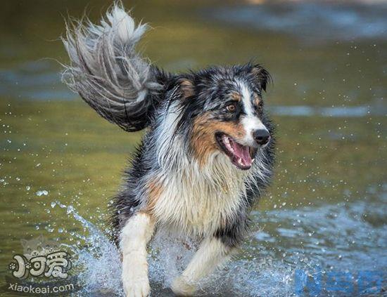 澳大利亚牧羊犬皮肤病怎么治疗？