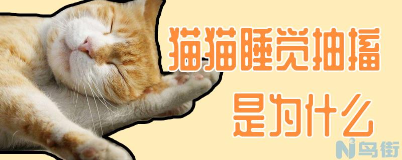 猫猫睡觉抽搐是为什么？