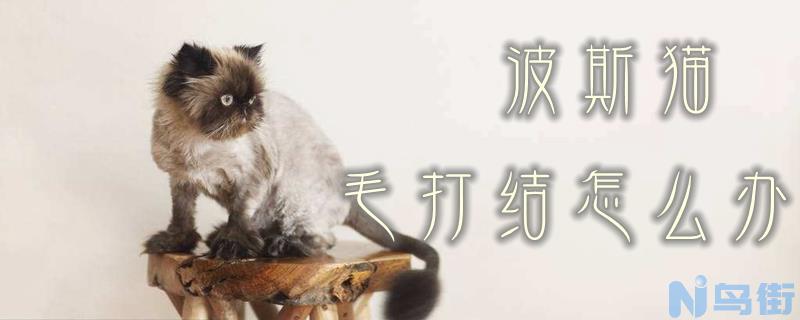 波斯猫毛打结怎么办？