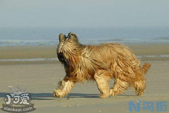 布雷猎犬坏习惯怎么纠正？