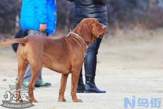 红骨猎浣熊犬吃什么狗粮？