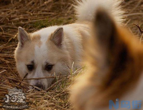 冰岛牧羊犬怎么护理？