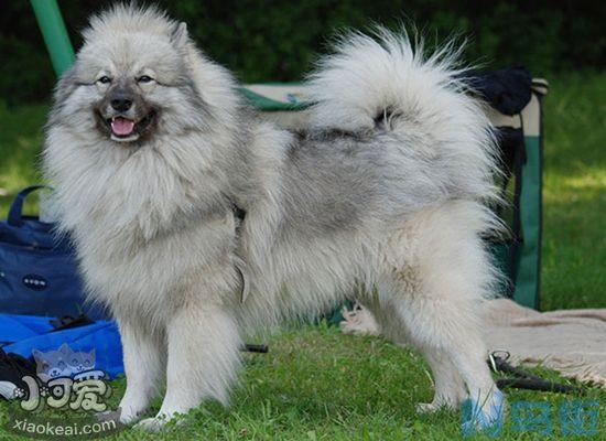 荷兰毛狮犬耳朵怎么清洁？