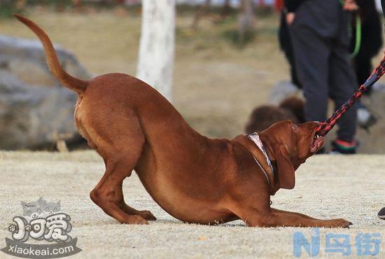 红骨猎浣熊犬怎么养？