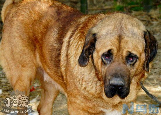 马士提夫犬怎么修剪指甲？