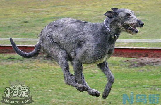 爱尔兰猎狼犬坏习惯怎么纠正训练教程？