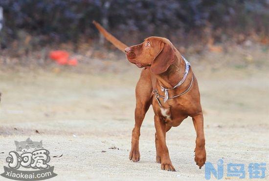 如何给红骨猎浣熊犬刷牙？