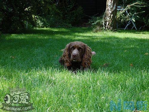 怎么训练苏塞克斯猎犬随行？