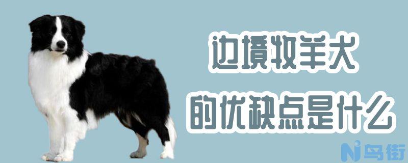 边境牧羊犬的优缺点是什么？