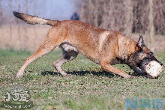 马里努阿犬趴下怎么训练？