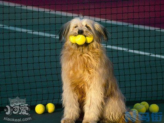 如何训练猎水獭犬站立？