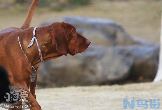 红骨猎浣熊犬怎么训练随行？