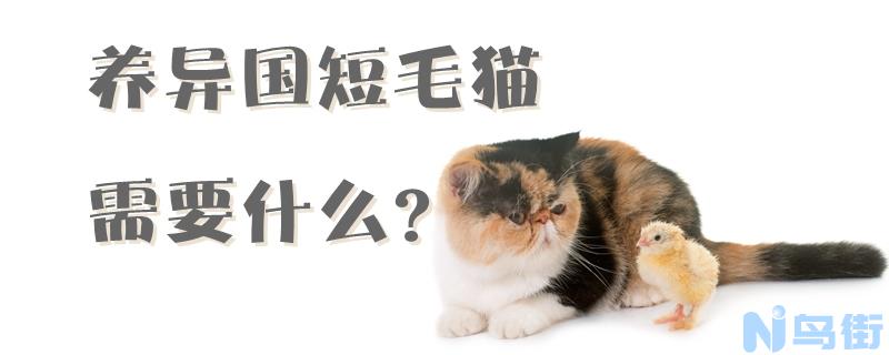 养异国短毛猫需要什么？