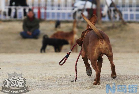 红骨猎浣熊犬大小便怎么训练？