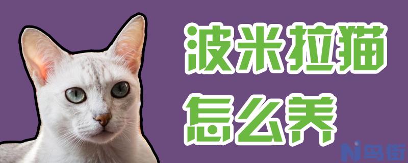 波米拉猫怎么养？