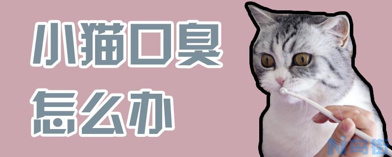 小猫口臭怎么办？