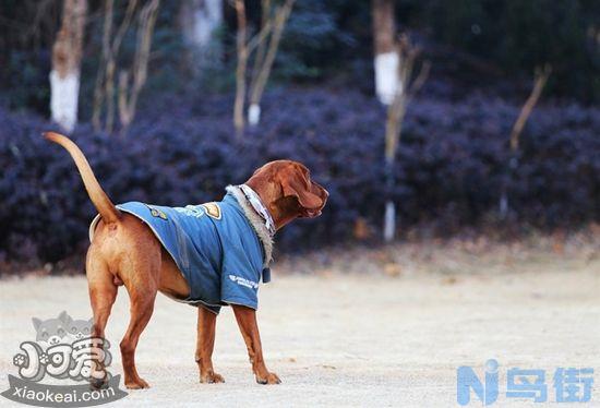 红骨猎浣熊犬什么时候训练好？