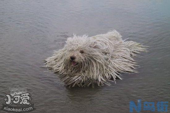 波利犬怎么驱虫？