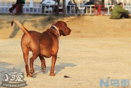 如何训练红骨猎浣熊犬握手？