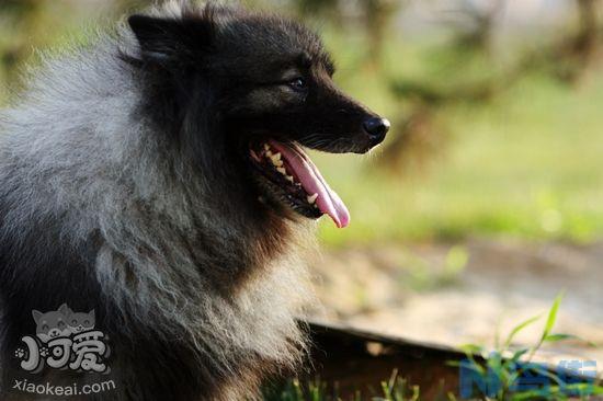 怎么训练荷兰毛狮犬拜拜？