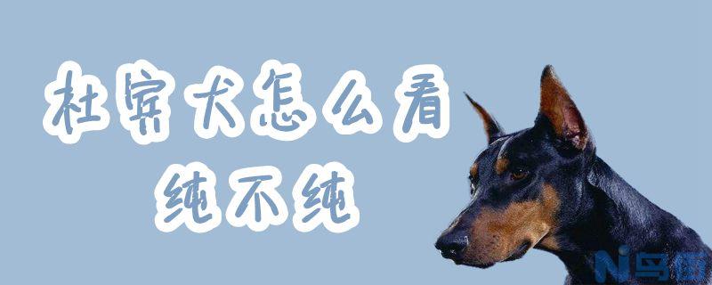 杜宾犬怎么看纯不纯？