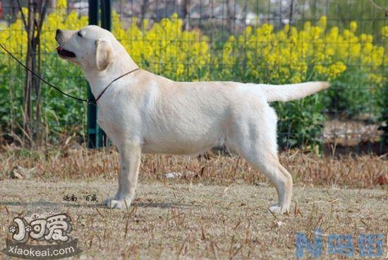 怎么训练卡南犬卧倒？