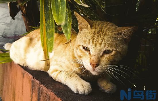 猫咪母鸡蹲会不会得了猫传腹？