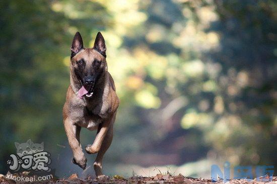 马里努阿犬感冒怎么办？