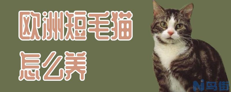 欧洲短毛猫怎么养？