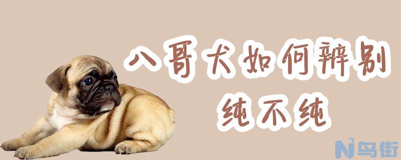 八哥犬如何辨别纯不纯？