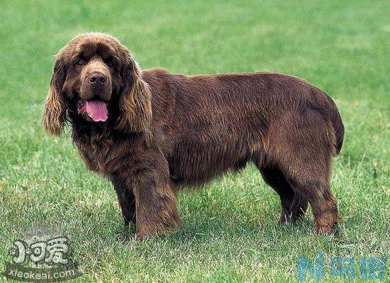 布雷猎犬拉稀怎么办？