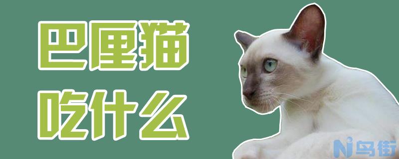 巴厘猫吃什么？