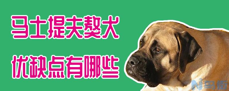 马士提夫獒犬优缺点有哪些？