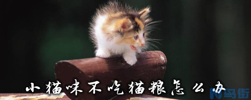 小猫咪不吃猫粮怎么办？