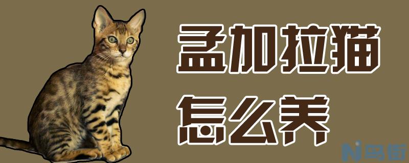 孟加拉猫怎么养？