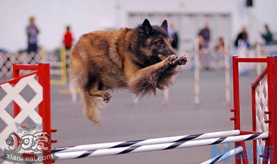 比利时特伏丹犬食物中毒怎么治疗？