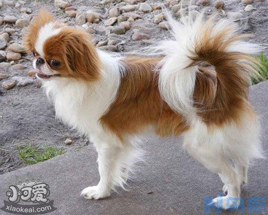 英国玩具猎鹬犬怎么美容？