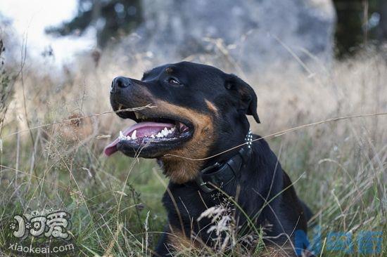 罗威纳犬患上精神疾病怎么办？