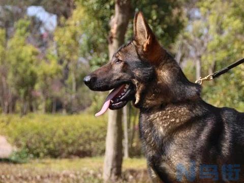 如何让昆明犬胆子变大？