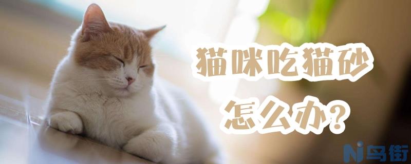 猫咪吃猫砂怎么办？