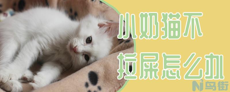 小奶猫不拉屎怎么办？